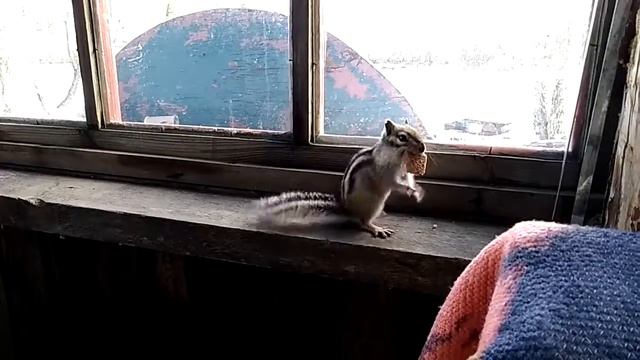 Бурундук на пруду "Рыбацкий Хуторок" смотреть онлайн