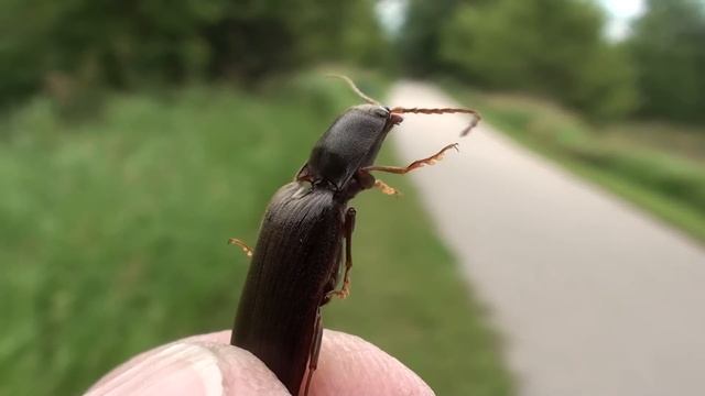 Click Beetle (Elateridae) Demonstrating Click Mechanism смотреть онлайн