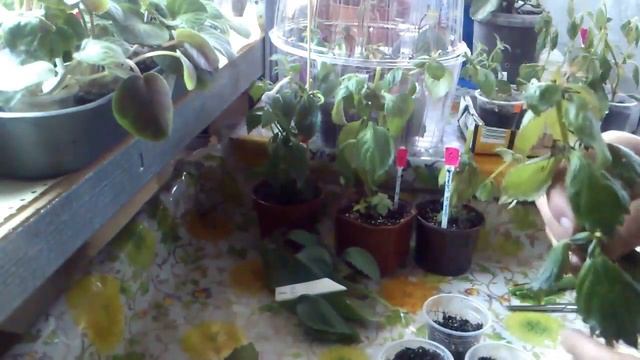 Укоренение ахименеса черенком и листом смотреть онлайн