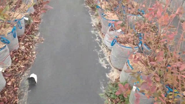 Голубика в горшках (декабрь) смотреть онлайн