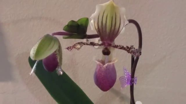 Secretos para Cultivar/Coleccionar Orquídeas #Orquídeasenelmundo ║Orquídeas en el mundo смотреть онлайн