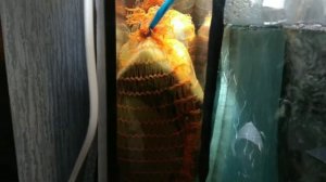 Самп для аквариума