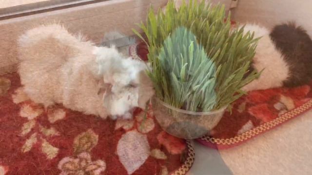 ЧТО - МОЖНО, А ЧТО - НЕЛЬЗЯ!!! Проращиваем зелень для морских свинок на подоконнике смотреть онлайн