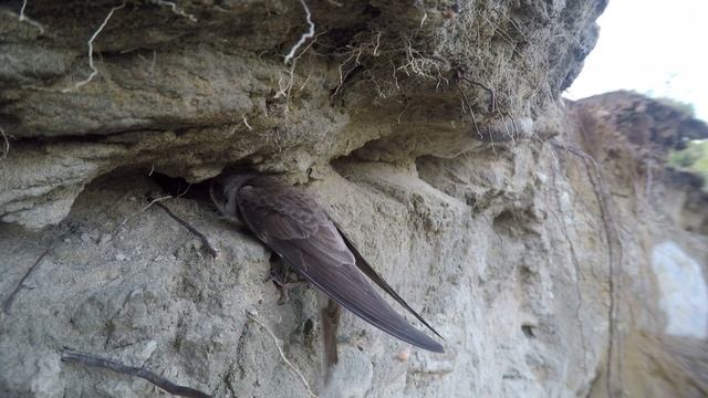 Береговая ласточка (Riparia riparia) смотреть онлайн