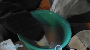 Оплодотворение икры радужной форели русским способом Врасского