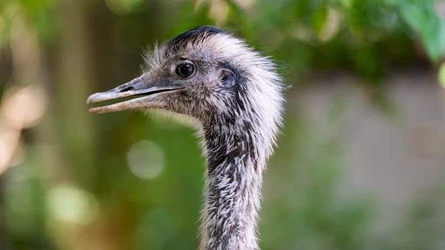 The Great Emu War: When Australia’s Army Took on a Horde of Flightless Birds… and Lost смотреть онлайн