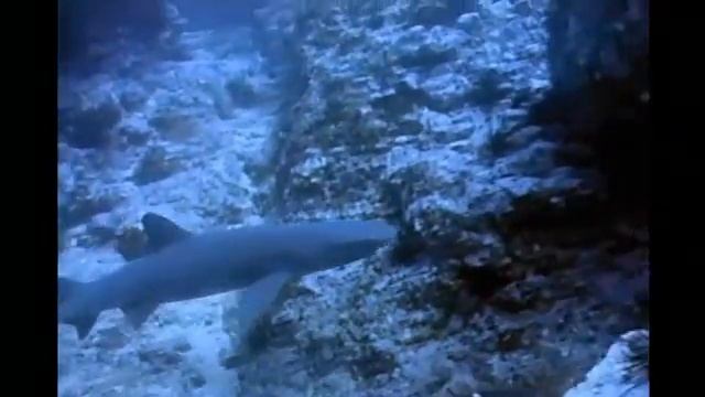 Great Barrier Reef. Большой барьерный риф. Красочный подводный мир. Австралия.