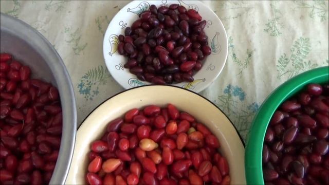 Не бойтесь разнособранного кизила смотреть онлайн