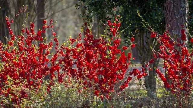 21 САМЫЙ КРАСИВЫЙ розовый кустарник для ленивого сада. смотреть онлайн