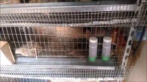 миникурятник, содержание кур и перепелов.