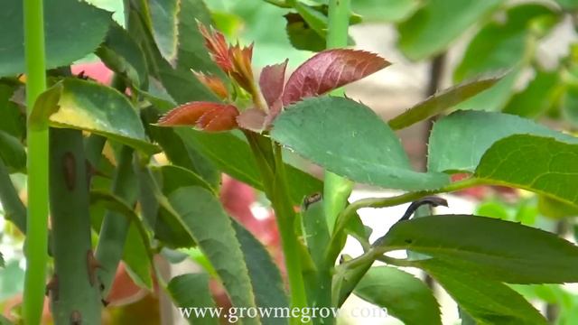 My Experience || Difference Between English Rose and Desi Rose || Rose Plant Growing Tips смотреть онлайн