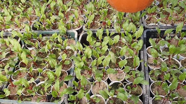 Зачем??? Столько свёклы?))))) А потому что мне надо))))) смотреть онлайн