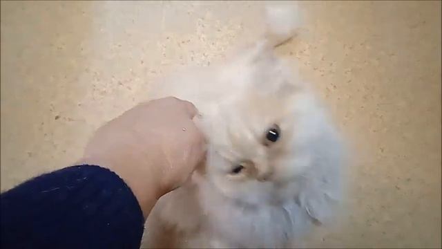 Федерация кошек смотреть онлайн