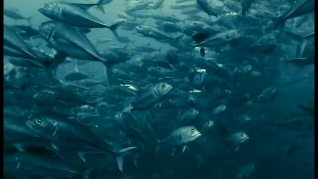 Дж. Каччини - "Аве Мария" - Андрей Козлов - Соло Флейта - Клип смотреть онлайн