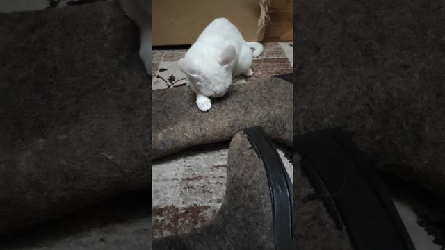 Кошка и новые валенки смотреть онлайн