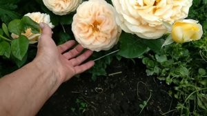 Розы первогодки. Чайно-гибридные розы: Мисс Пигги, Кенделлайт, Филинг, Айсфогель, Этруска, Кейт.