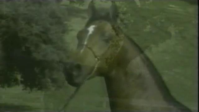 Ventura Farms Stallion Video смотреть онлайн