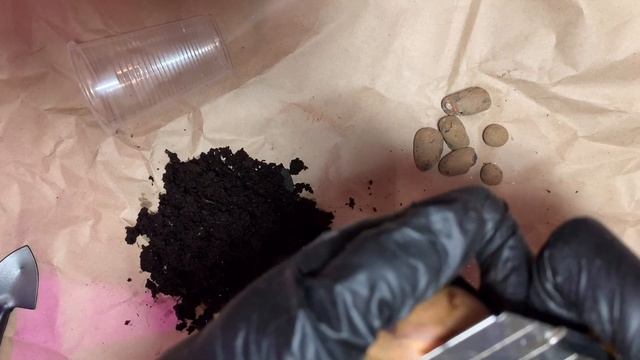 Сажаем зелёного друга с Алёной Гаджиевой смотреть онлайн