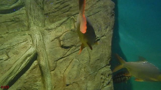 океонариум самра 3