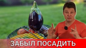 забыл посадить баклажаны или как ускорить прорастание семян баклажан