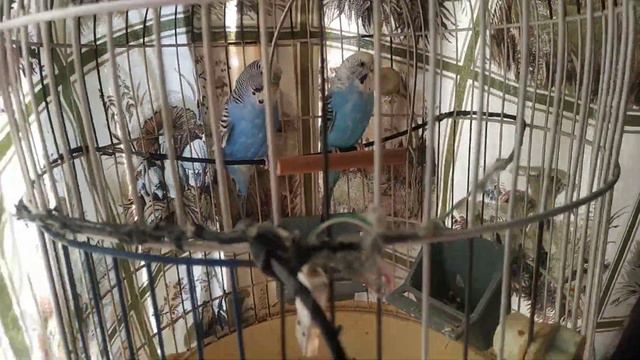 Попугай волнистые в домашних условиях. смотреть онлайн