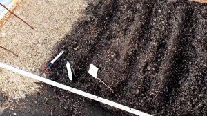 Посев на Рассаду в Теплице Лука Батуна "КРАСНОЕ ПЕРО" 14 апреля 2022г.