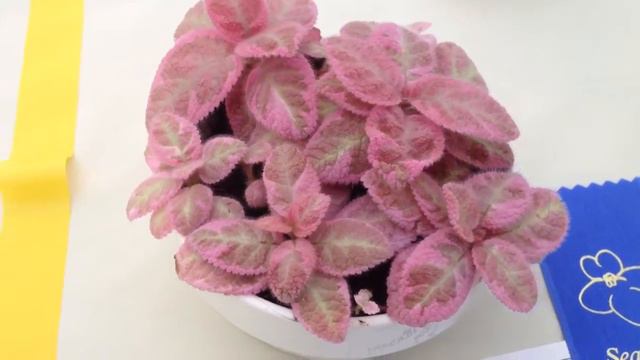 Episcia 'Pink Smoke'