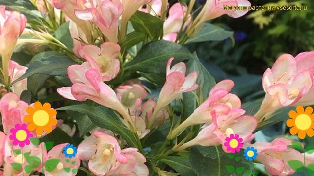 Вейгела гибридная Олл Саммэ Пич. Краткий обзор, описание характеристик weigela All Summer Peach смотреть онлайн