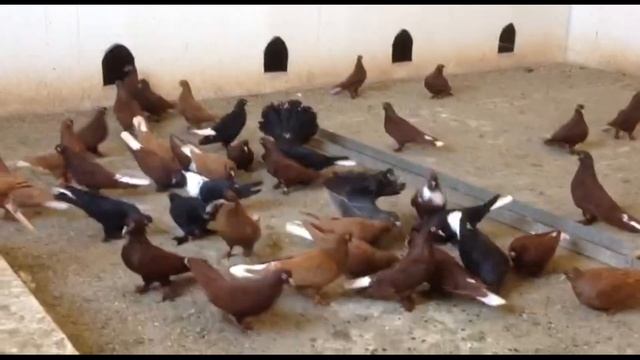 Краснодарские бойные голуби: понемногу обо всем смотреть онлайн