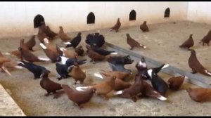 Краснодарские бойные голуби: понемногу обо всем