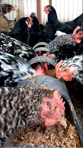 Как повысить ЯЙЦЕНОСКОСТЬ кур. смотреть онлайн