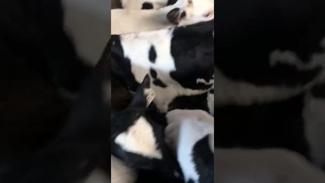 Бычки Холмогоры , 1-3 месяца смотреть онлайн