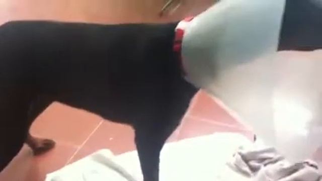 Кейси гоняется за своим хвостом смотреть онлайн