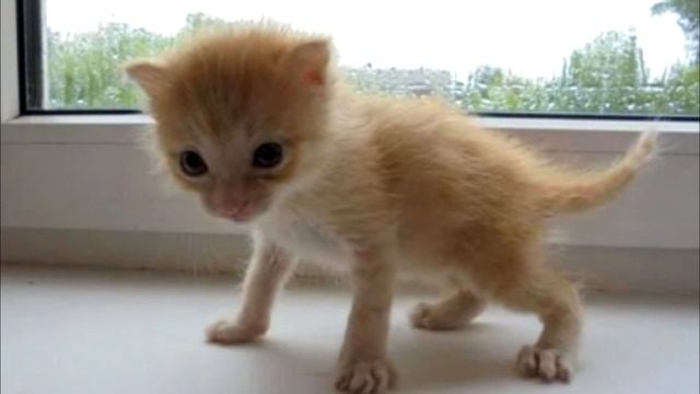 Котенок не мог вылезти из банки. Посмотри, что сделала мама-кошка.  Это надо видеть!