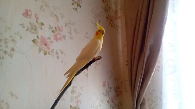 Корелла. Крик самки. смотреть онлайн