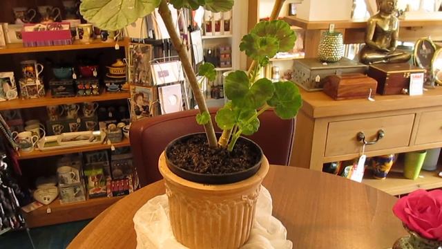 Pelargonium Plant ต้นพราโกเนียม