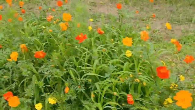 Millions of Hydrangeas смотреть онлайн