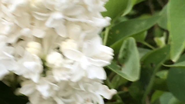 Lilas commun Syringa vulgaris 'Mme Lemoine' La floraison blanche idoine. смотреть онлайн