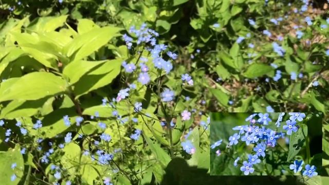 Jack Frost Brunnera Macrophylla Siberian Bugloss