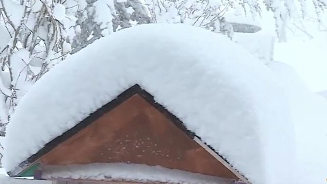 Снег и похолодание в Грузии. Վրաստանում ձյուն և ցրտահարություն է