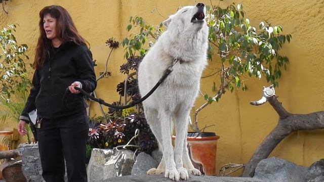 San Diego Zoo - White Arctic Wolf Howling смотреть онлайн