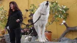 San Diego Zoo - White Arctic Wolf Howling