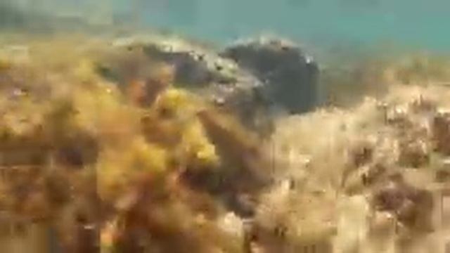 ВЛОГ ПОД ВОДОЙ?ОЗЕРО ДОНУЗЛАВ,КОСА БЕЛЯУС??? смотреть онлайн