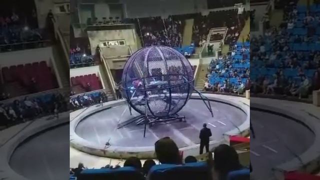 Цирк в Ташкенте смотреть онлайн