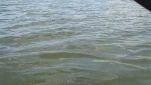 Карп на поставушки.