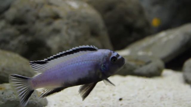 Metriaclima sp. membe deep, Maingano Reef смотреть онлайн