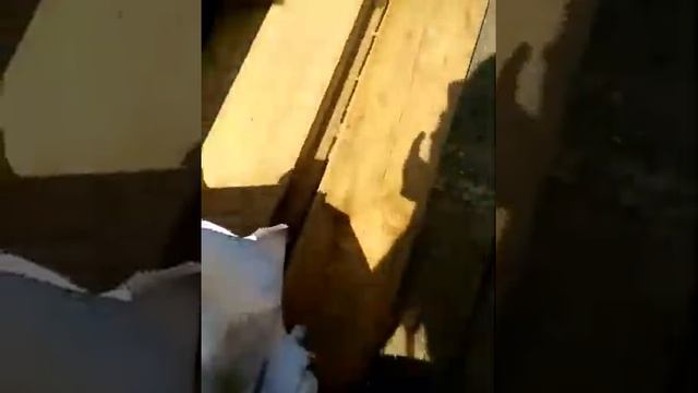 На девочку напал огромный усач!!! смотреть онлайн