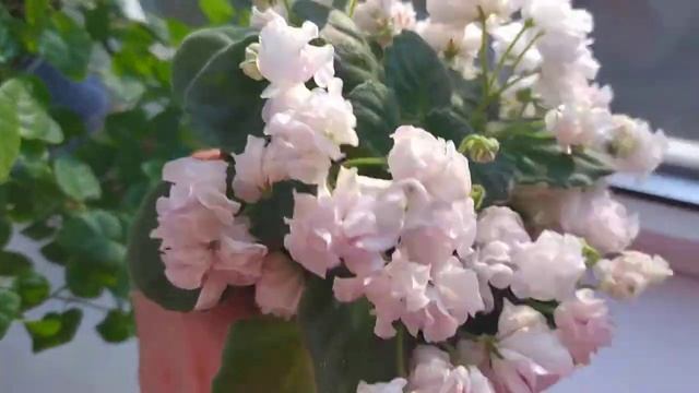 DS-Сады Любви смотреть онлайн