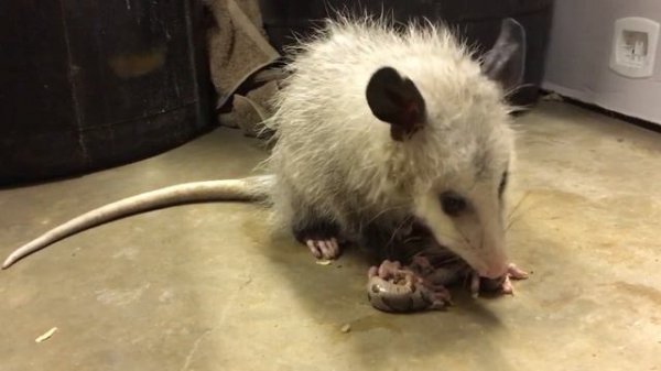 Venomous Copperhead in Garage, Possum eating it!!