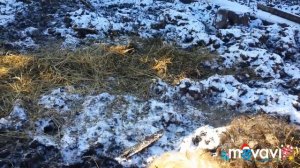 венгерська мангалиця перша охота